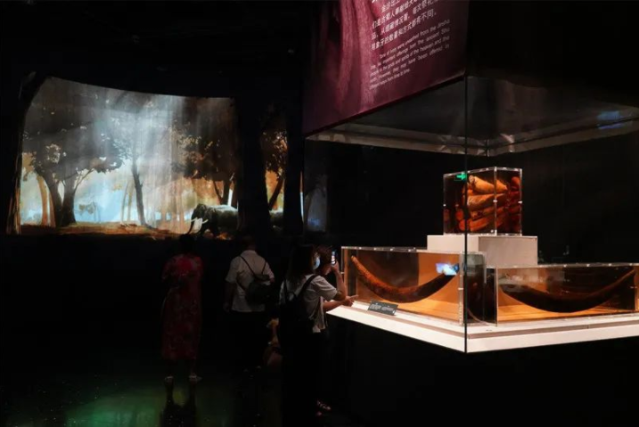 改造后的象牙展柜 改造后的象牙展柜